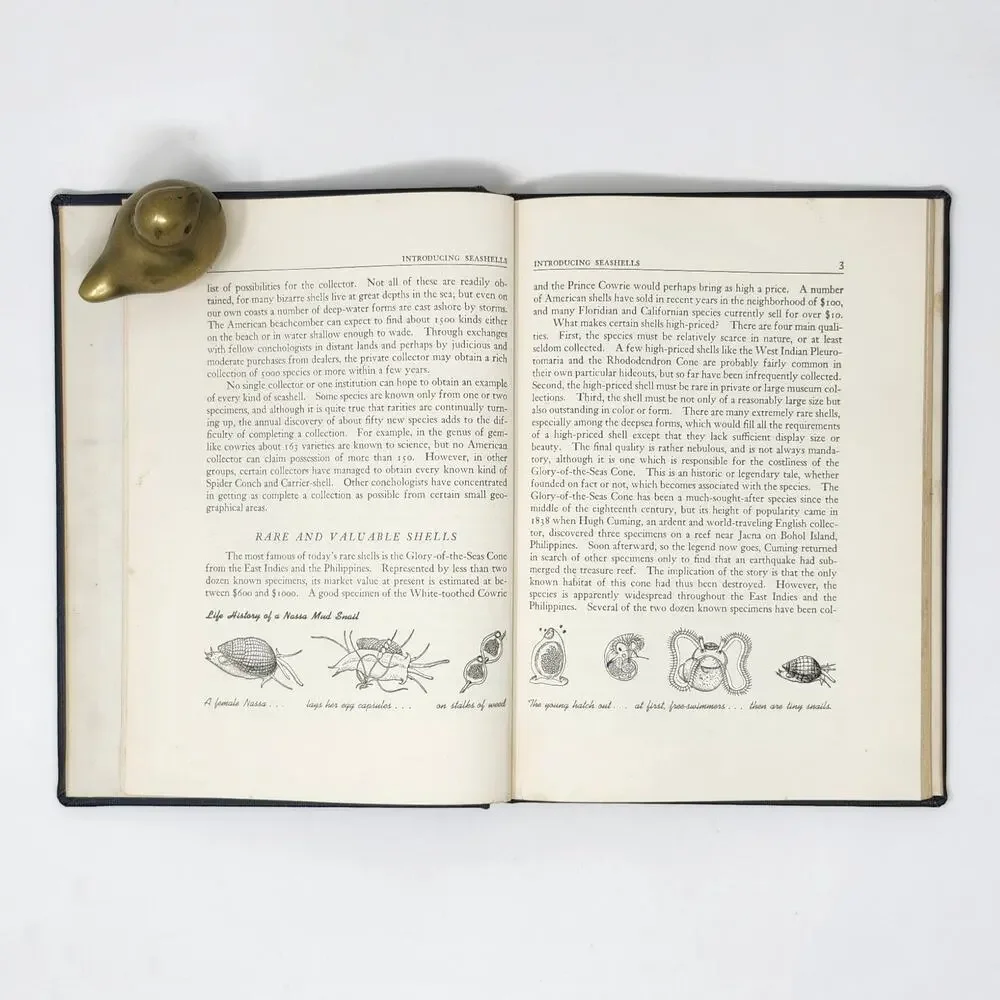 Introducing Seashells RT Abbott 1955 Vintage Illustrated HC Ex Libris